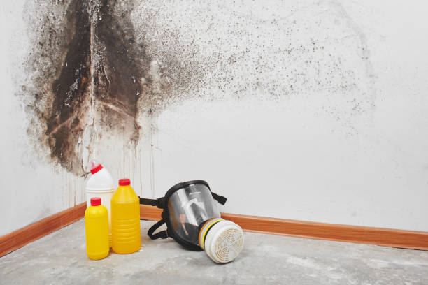 Office Mold Removal Services in Elkton, KY