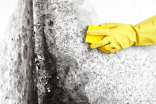 Best Certified Mold Removal  in Elkton, KY