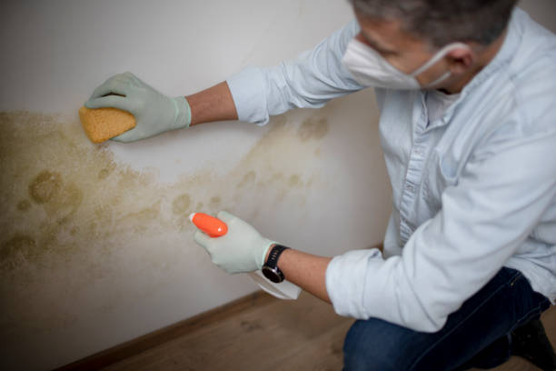 Mold Removal Process in Elkton, KY