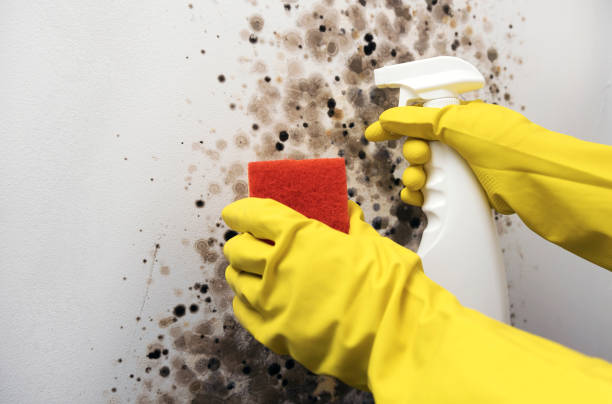 Best Residential Mold Removal  in Elkton, KY